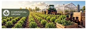 Commercially grown medicinal herbs cultivated on a commercial herb farm.