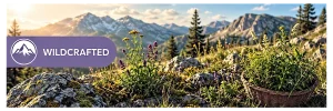 Wildcrafted medicinal herbs growing naturally in a mountain meadow.